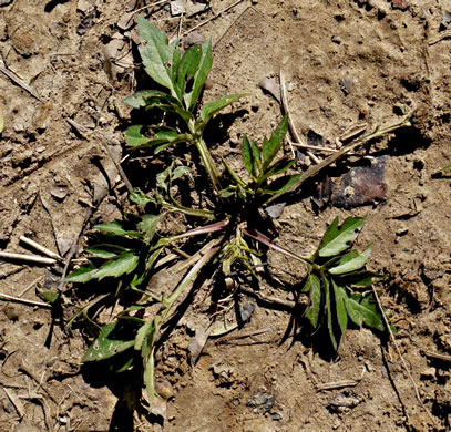 image of Rudbeckia laciniata var. laciniata, Greenheaded Coneflower, Common Cutleaf Coneflower