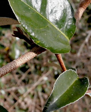 image of Elaeagnus pungens, Thorny Olive, Autumn Siverberry, Silverthorn, Thorny Elaeagnus