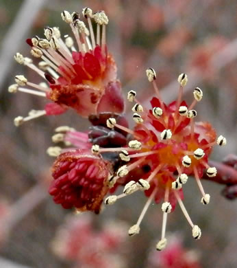 image of Acer rubrum var. rubrum, Eastern Red Maple