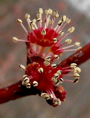 image of Acer rubrum var. rubrum, Eastern Red Maple