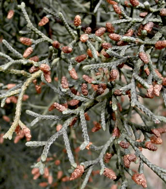 image of Hesperocyparis arizonica, Arizona Cypress