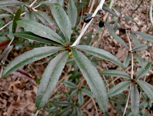 image of Berberis julianae, Evergreen Barberry, Wintergreen Barberry