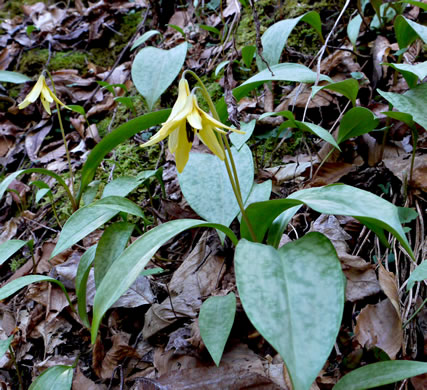 image of Erythronium umbilicatum ssp. umbilicatum, Dimpled Trout Lily, Dogtooth Violet