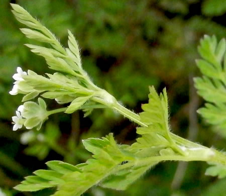 image of Chaerophyllum tainturieri, Southern Chervil, Wild Chervil, Hairyfruit Chervil