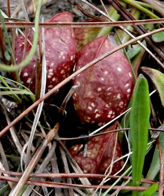 image of Sarracenia psittacina, Parrot Pitcherplant