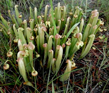 image of Sarracenia minor var. minor, Hooded Pitcherplant