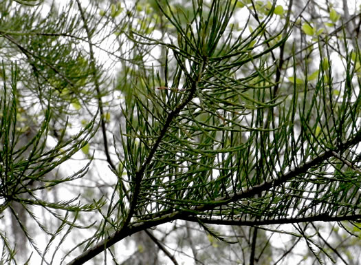 image of Taxodium ascendens, Pond Cypress