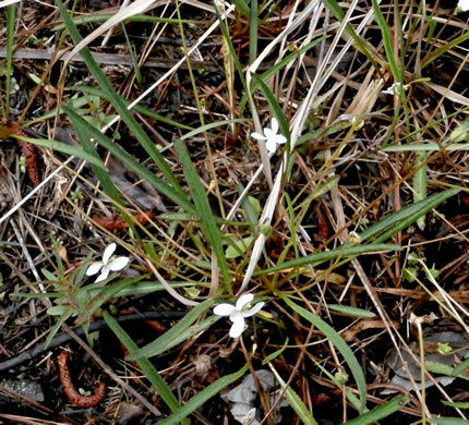 image of Viola vittata, Strapleaf Violet, White Bog Violet, Southern Water Violet