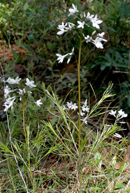 image of Amsonia ciliata, Sandhill Bluestar, Fringed Bluestar