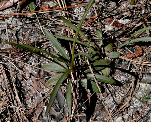 image of Marshallia ramosa, Pineland Barbara's-buttons, Southern Barbara's-buttons