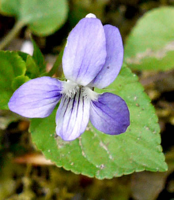 image of Viola labradorica, American Dog Violet