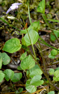 image of Viola labradorica, American Dog Violet