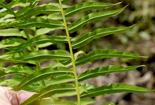 image of Diplaziopsis pycnocarpa, Glade Fern