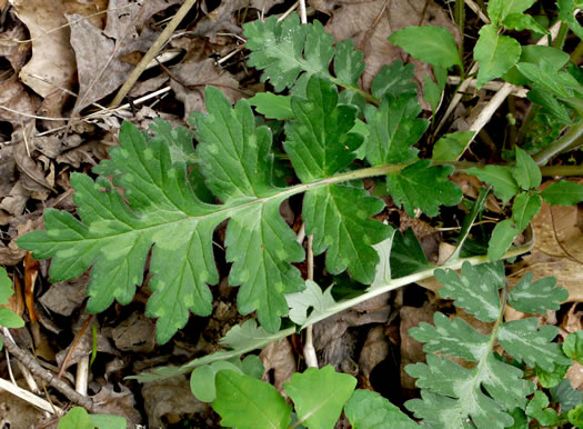 image of Hydrophyllum macrophyllum, Hairy Waterleaf, Largeleaf Waterleaf