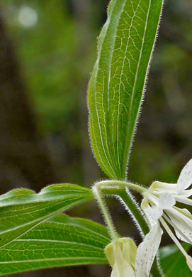 image of Prosartes maculata, Spotted Mandarin, Nodding Mandarin