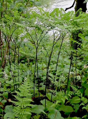 image of Adiantum pedatum, Northern Maidenhair Fern