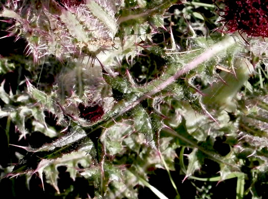 image of Cirsium horridulum var. horridulum, Common Yellow Thistle, Purple Thistle, Bristle Thistle, Horrid Thistle