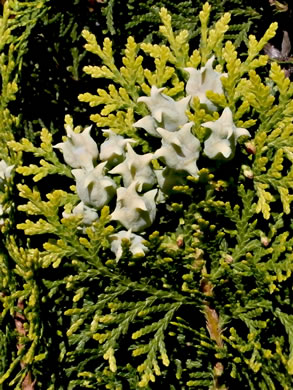 image of Platycladus orientalis, Oriental Arborvitae, Tree-of-life