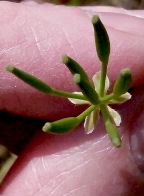 image of Chaerophyllum tainturieri, Southern Chervil, Wild Chervil, Hairyfruit Chervil