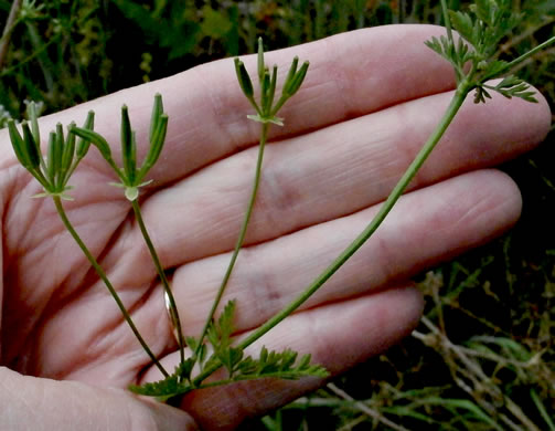 image of Chaerophyllum tainturieri, Southern Chervil, Wild Chervil, Hairyfruit Chervil