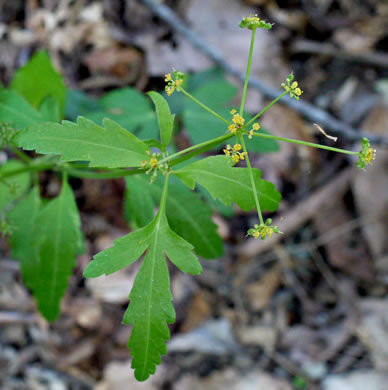 image of Zizia trifoliata, Mountain Golden-Alexanders