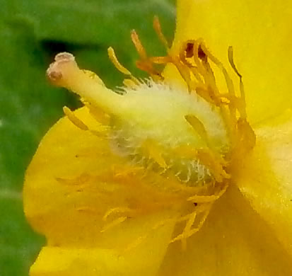 image of Stylophorum diphyllum, Celandine-poppy, Woods-poppy