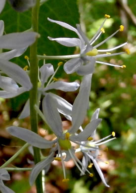 image of Camassia scilloides, Wild Hyacinth, Eastern Camas Lily, Quamash Lily