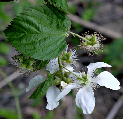 image of Rubus pensilvanicus, Pennsylvania Blackberry, Highbush Blackberry, Eastern Blackberry, Southern Blackberry