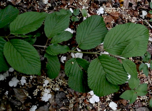 image of Viburnum lantanoides, Witch Hobble, Moosewood, Hobblebush, Tangle-legs