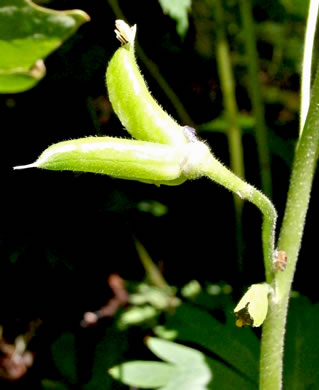 image of Delphinium tricorne, Dwarf Larkspur