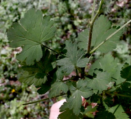 image of Ribes cynosbati, Prickly Gooseberry, Dogberry