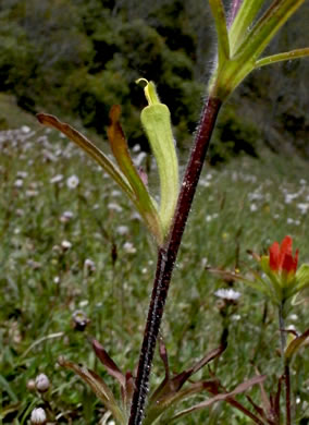 image of Castilleja coccinea, Eastern Indian Paintbrush, Scarlet Indian Paintbrush, Eastern Paintbrush