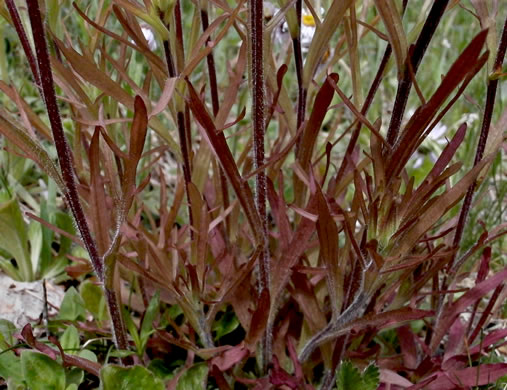 image of Castilleja coccinea, Eastern Indian Paintbrush, Scarlet Indian Paintbrush, Eastern Paintbrush