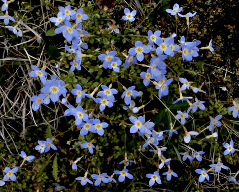 Thymeleaf Bluet