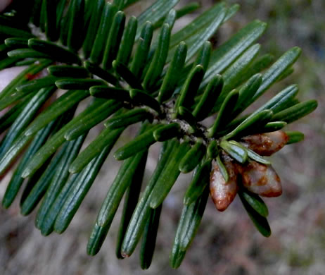 image of Abies fraseri, Fraser Fir, She Balsam, Southern Balsam