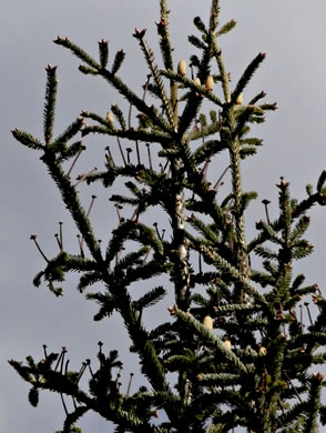 image of Abies fraseri, Fraser Fir, She Balsam, Southern Balsam