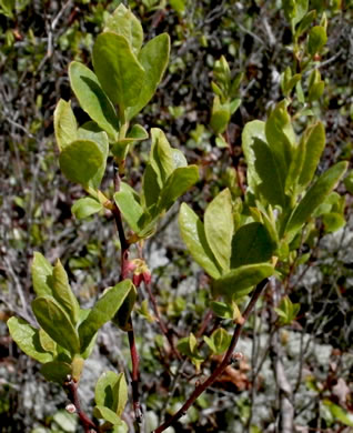 image of Gaylussacia baccata, Black Huckleberry, Crackleberry