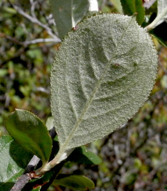 image of Aronia arbutifolia, Red Chokeberry