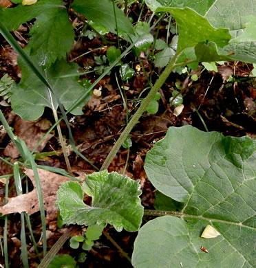 image of Arctium minus, Lesser Burdock, Common Burdock