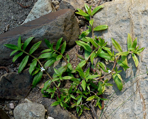 image of Diodia virginiana, Virginia Buttonweed, Large Buttonweed