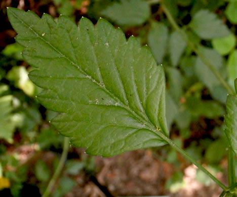 image of Thaspium barbinode, Hairy-jointed Meadow-parsnip