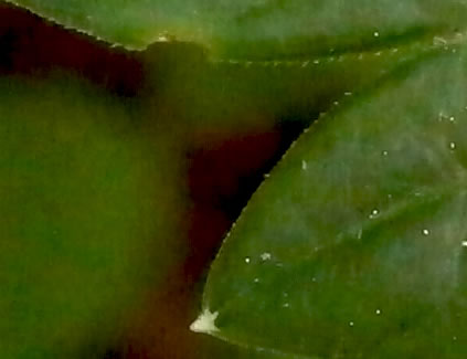 image of Thaspium barbinode, Hairy-jointed Meadow-parsnip