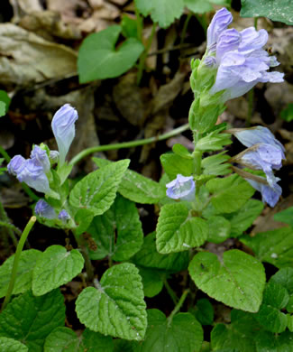 image of Meehania cordata, Meehania, Meehan's Mint