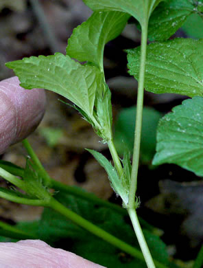 image of Viola striata, Pale Violet, Creamy Violet, Striped Cream Violet