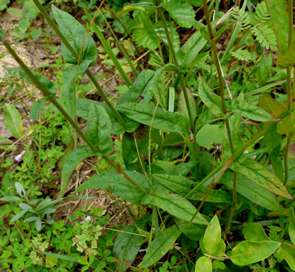 image of Penstemon australis, Downy Beardtongue, Sandhill Beardtongue, Southern Beardtongue, Southeastern Beardtongue