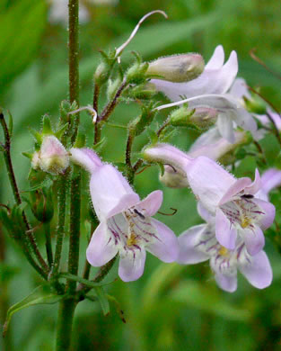 image of Penstemon australis, Downy Beardtongue, Sandhill Beardtongue, Southern Beardtongue, Southeastern Beardtongue