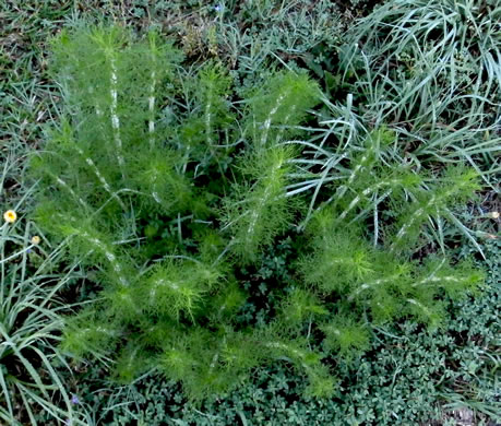 image of Eupatorium capillifolium, Common Dog-fennel, Summer Cedar, Yankeeweed, Cypressweed