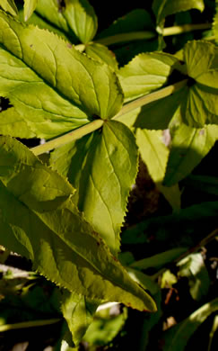 image of Penstemon smallii, Small's Beardtongue, Blue Ridge Beardtongue