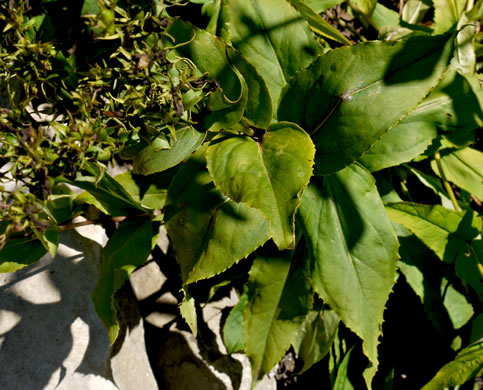 image of Penstemon digitalis, Foxglove Beardtongue, Tall White Beardtongue, Smooth Beardtongue