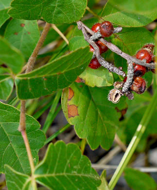 image of Rhus aromatica var. aromatica, Fragrant Sumac, Squawbush